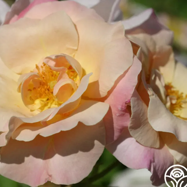 Golden Blush>Heirloom Roses Clearance
