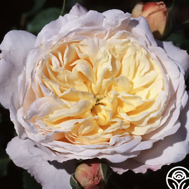 Golden Blush>Heirloom Roses Clearance