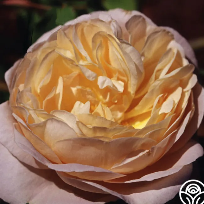 Golden Blush>Heirloom Roses Clearance