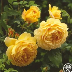 Golden Celebration®><noscript><img width=