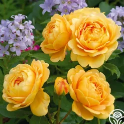 Golden Celebration®><noscript><img width=
