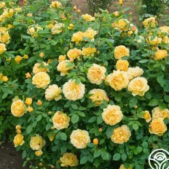 Golden Celebration®><noscript><img width=