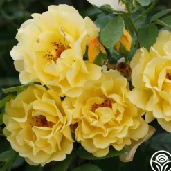 Golden Gate™>Heirloom Roses Sale