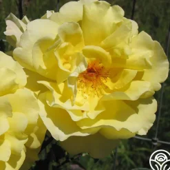 Golden Gate™>Heirloom Roses Sale