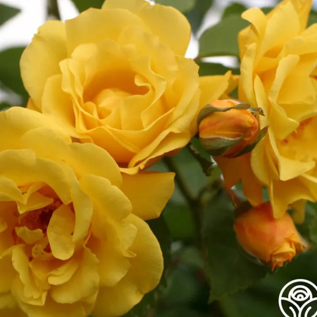 Golden Gate™>Heirloom Roses Sale