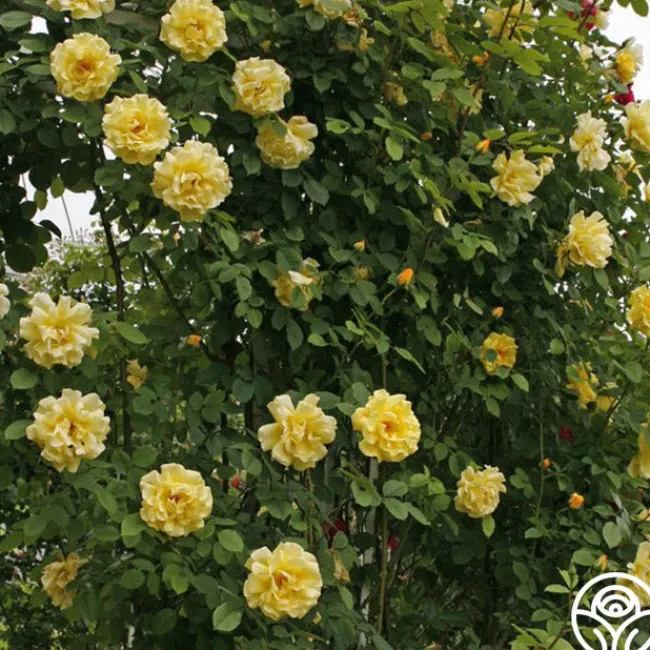 Golden Gate™>Heirloom Roses Sale