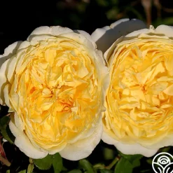 Golden Globe™>Heirloom Roses Sale
