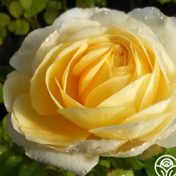 Golden Globe™>Heirloom Roses Sale
