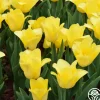 Golden Miracle>Heirloom Roses Sale