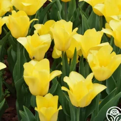 Golden Miracle>Heirloom Roses Sale