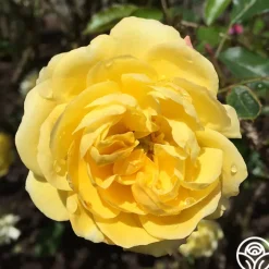 Golden Moss>Heirloom Roses Best