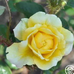 Golden Moss>Heirloom Roses Best