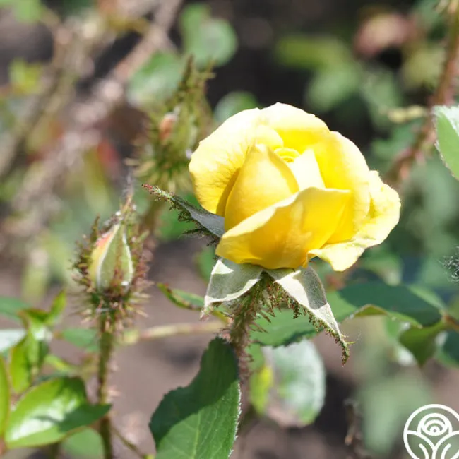 Golden Moss>Heirloom Roses Best