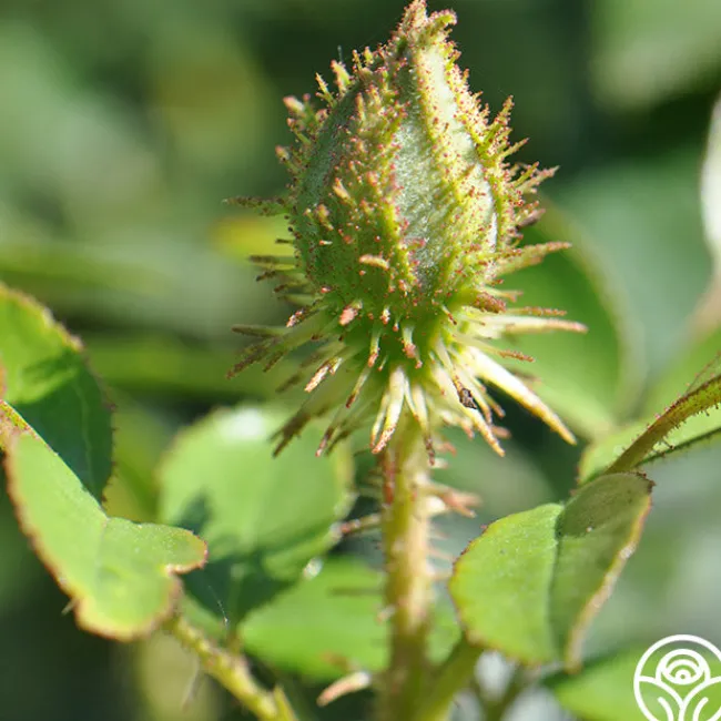 Golden Moss>Heirloom Roses Best