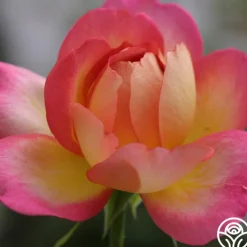 Golden Princess>Heirloom Roses New