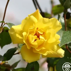 Golden Showers®>Heirloom Roses Hot