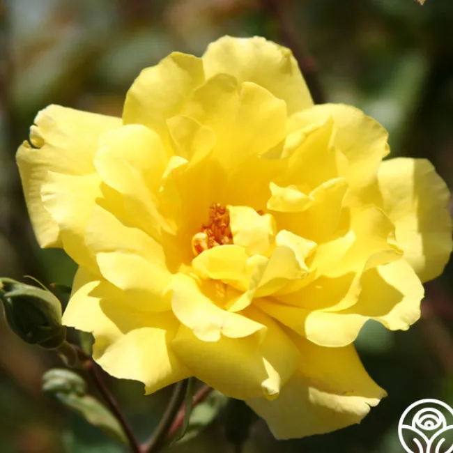 Golden Showers®>Heirloom Roses Hot