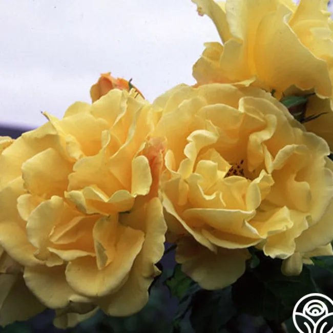 Golden Showers®>Heirloom Roses Hot