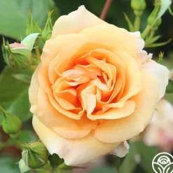 Golden Unicorn>Heirloom Roses Online