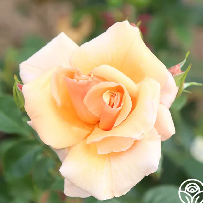Golden Unicorn>Heirloom Roses Online