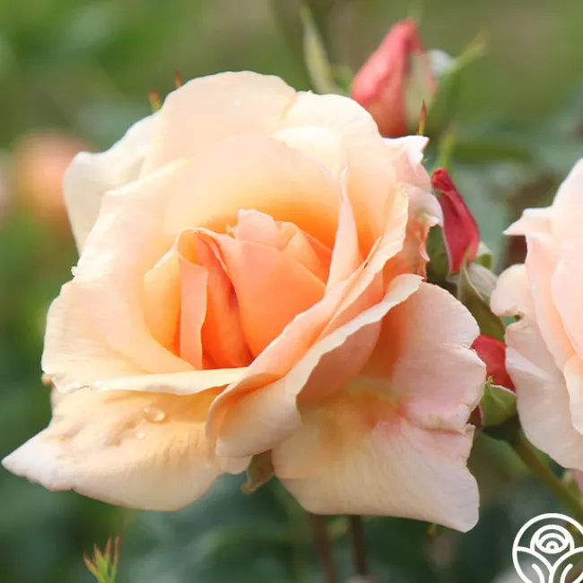 Golden Unicorn>Heirloom Roses Online