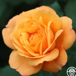Good As Gold>Heirloom Roses