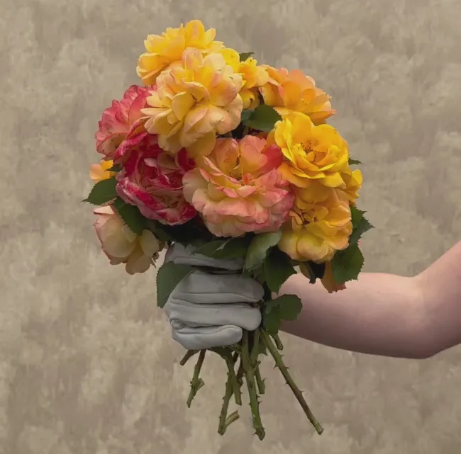 Good As Gold>Heirloom Roses
