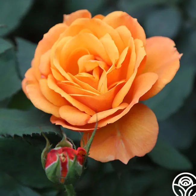 Good As Gold>Heirloom Roses