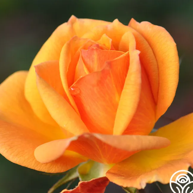 Good As Gold>Heirloom Roses