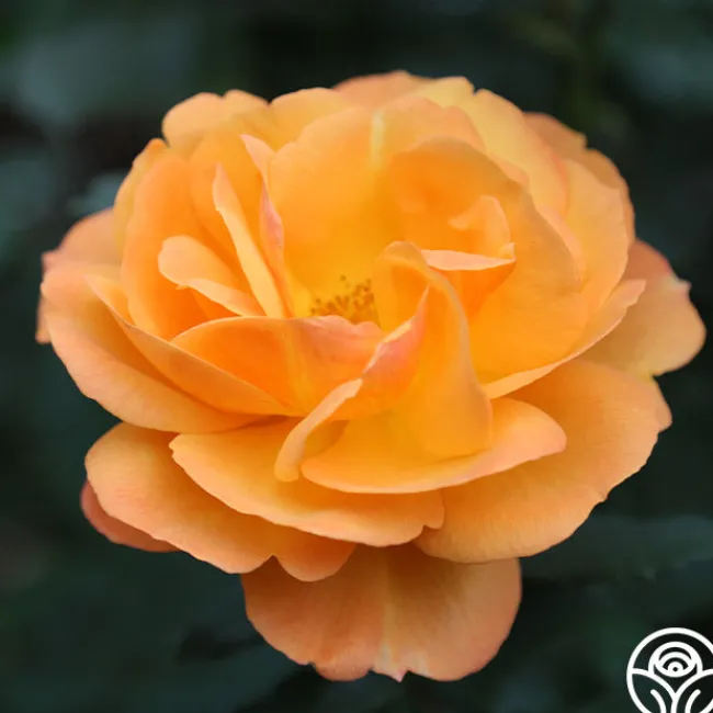 Good As Gold>Heirloom Roses