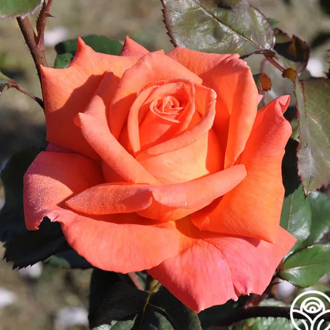 Good Life™>Heirloom Roses Online