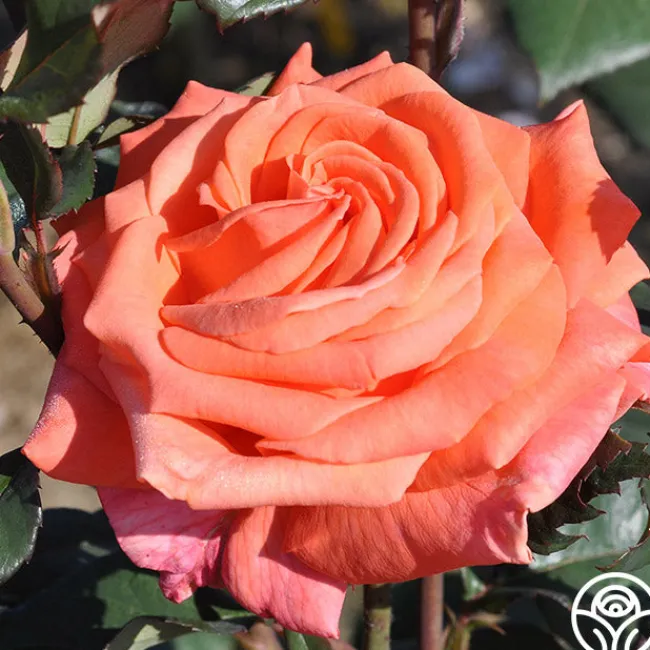 Good Life™>Heirloom Roses Online