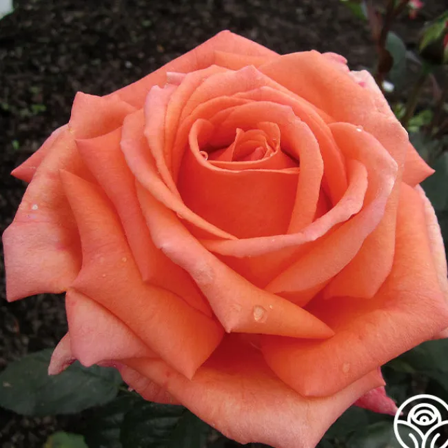 Good Life™>Heirloom Roses Online