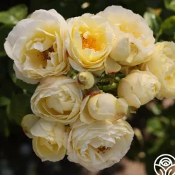 Good Ol' Summertime™>Heirloom Roses Best