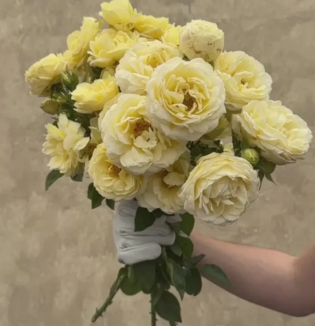 Good Ol' Summertime™>Heirloom Roses Best