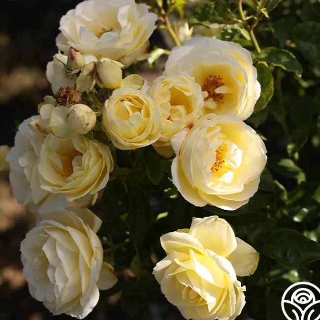 Good Ol' Summertime™>Heirloom Roses Best