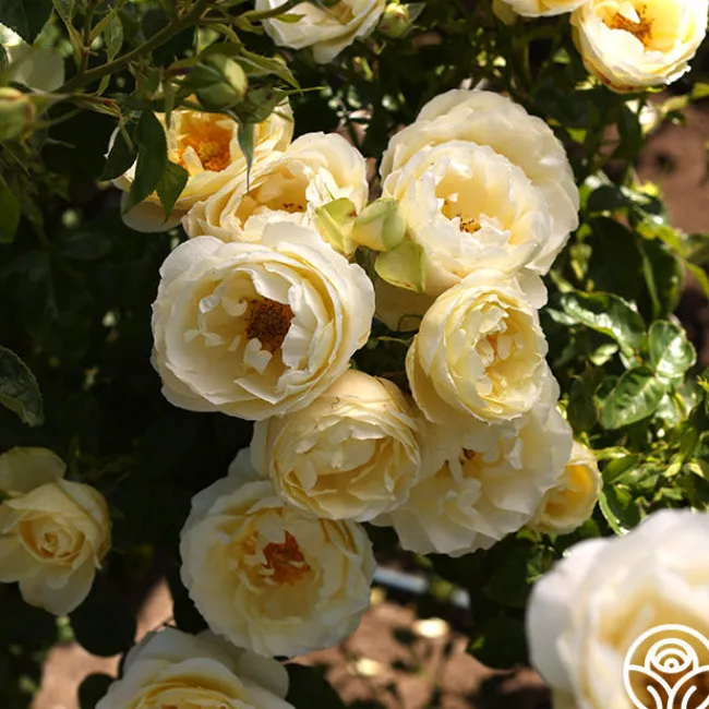 Good Ol' Summertime™>Heirloom Roses Best