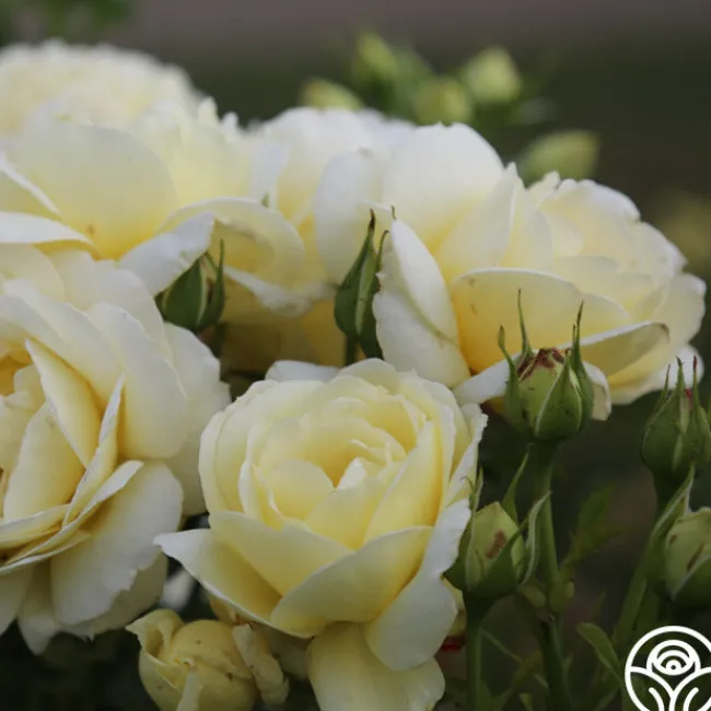 Good Ol' Summertime™>Heirloom Roses Best