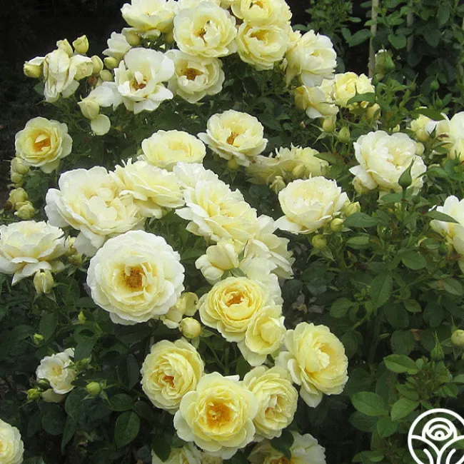 Good Ol' Summertime™>Heirloom Roses Best
