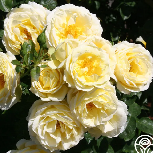 Good Ol' Summertime™>Heirloom Roses Best