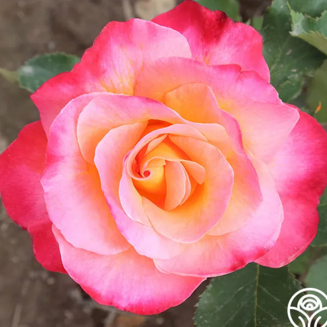 Granada>Heirloom Roses Sale