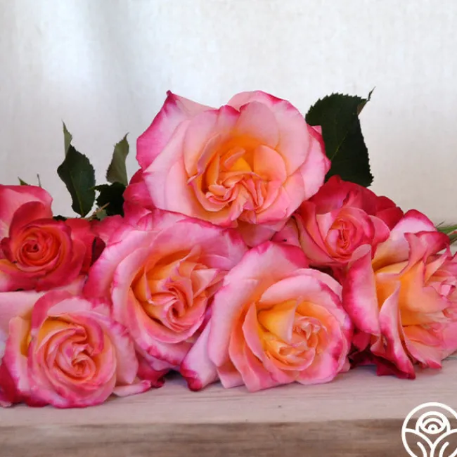 Granada>Heirloom Roses Sale
