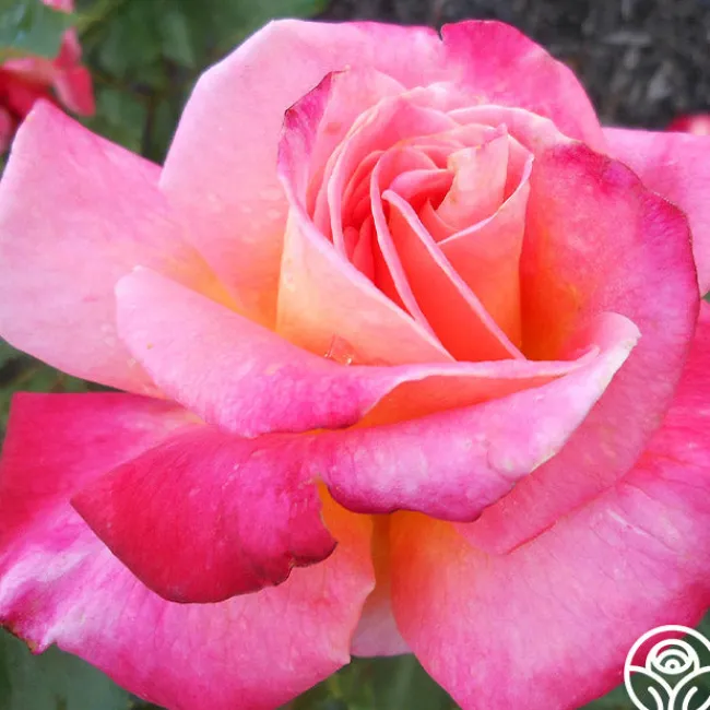 Granada>Heirloom Roses Sale