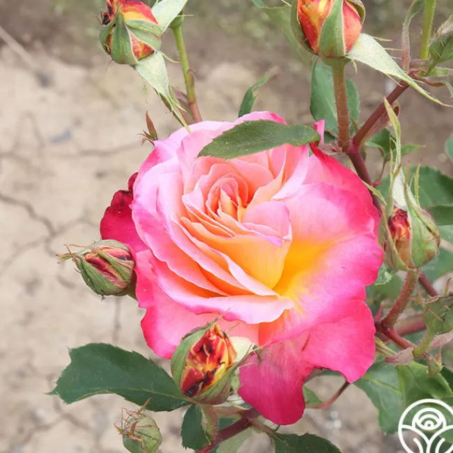 Granada>Heirloom Roses Sale