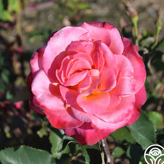 Granada>Heirloom Roses Sale