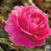 Grande Dame™>Heirloom Roses Online