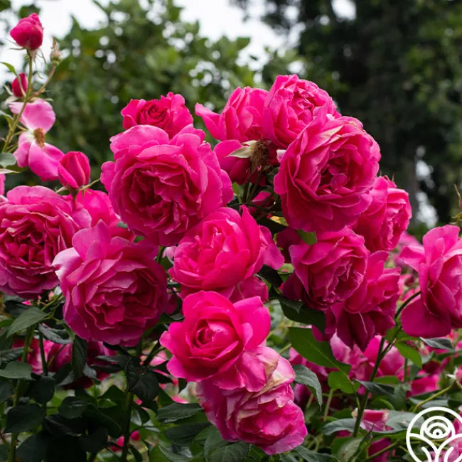 Grande Dame™>Heirloom Roses Online