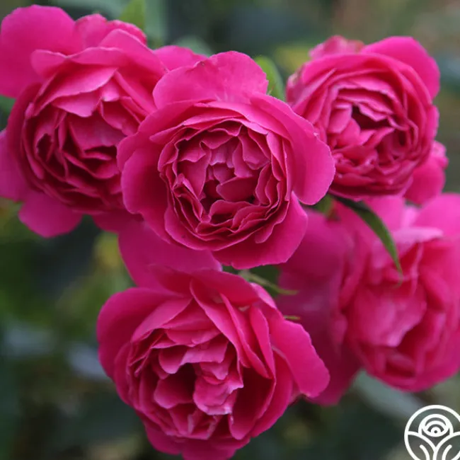Grande Dame™>Heirloom Roses Online