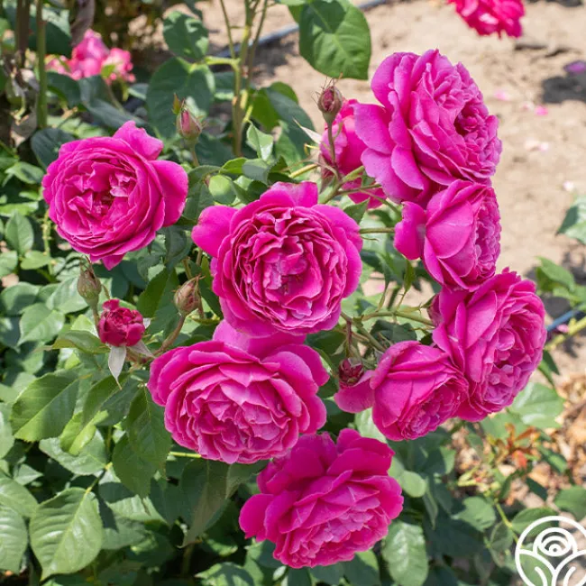 Grande Dame™>Heirloom Roses Online