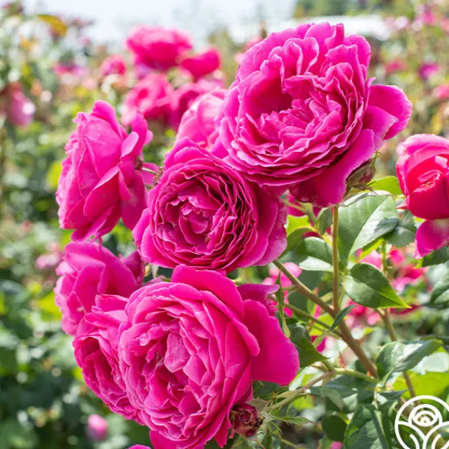 Grande Dame™>Heirloom Roses Online